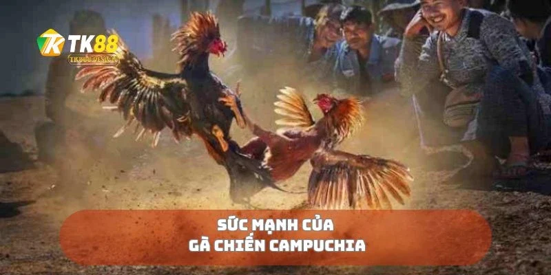 Sức mạnh của gà chiến Campuchia